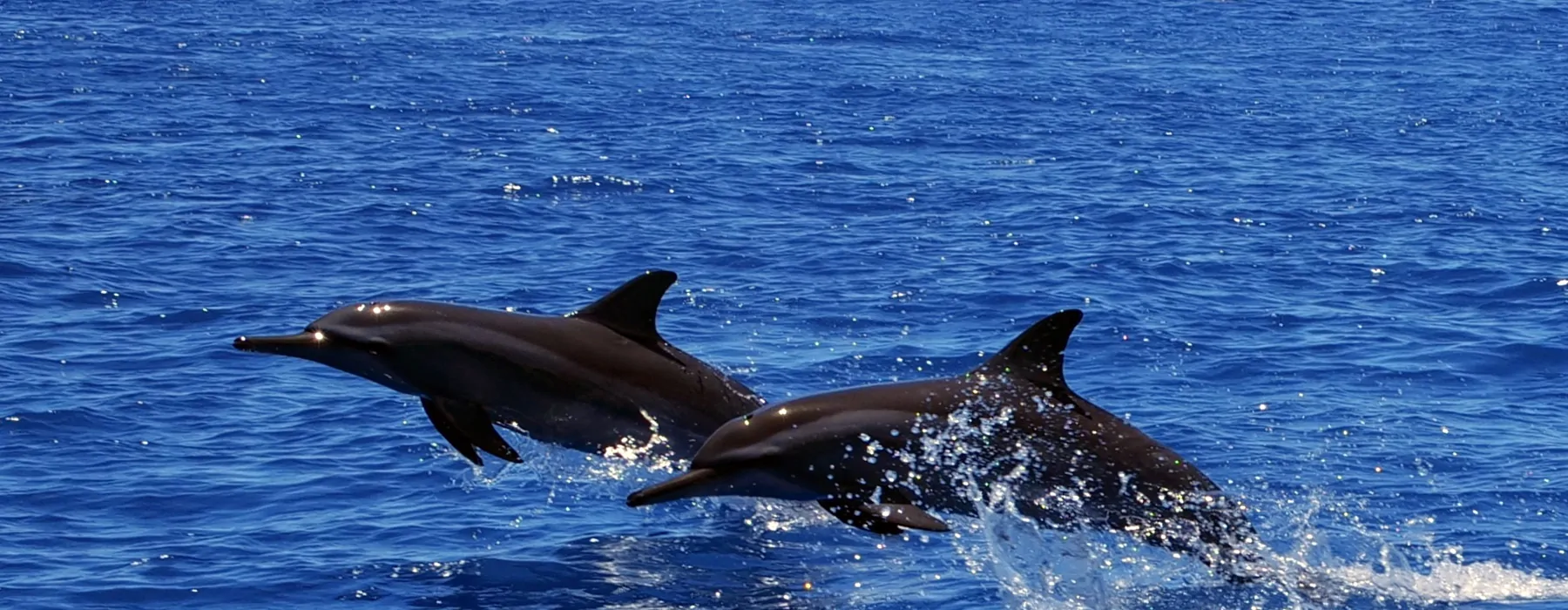 where manta rays dance